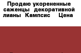 Продаю укорененные саженцы  декоративной лианы “Кампсис“ › Цена ­ 35 - Волгоградская обл. Сад и огород » Другое   